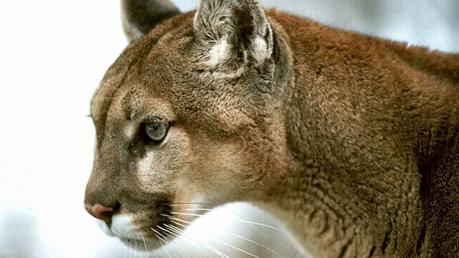 Cougar HD Wallpaper