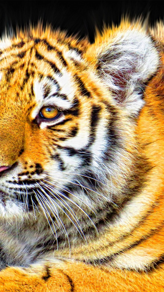 Cute Baby Tiger Cub Hd Wallpaper for Desktop and Mobiles