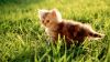 Cute Beautiful Cat And Kitten Hd Wallpaper for Desktop and Mobiles