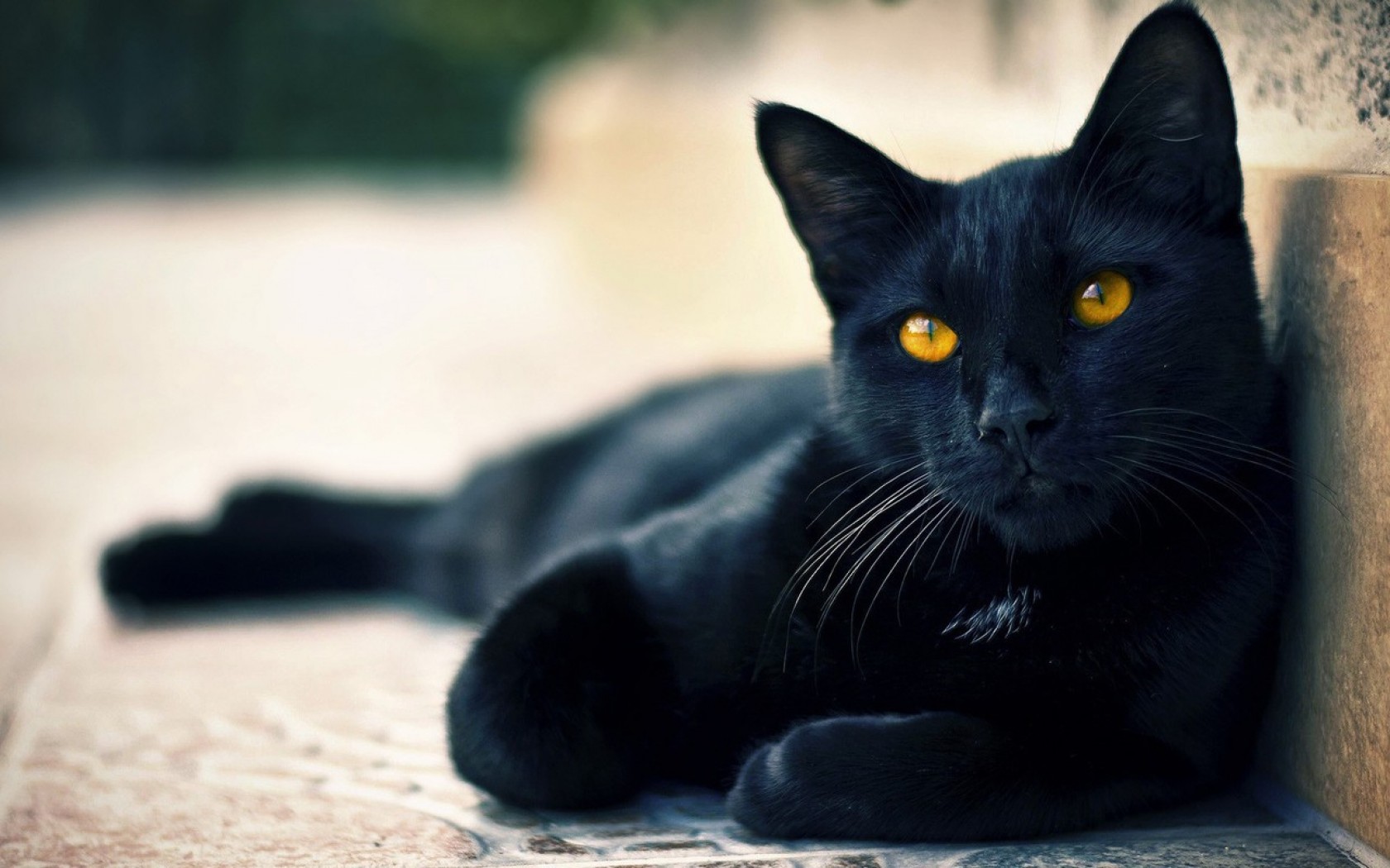 Cute Black  cat  Halloween Hd Wallpaper  for Desktop  and 