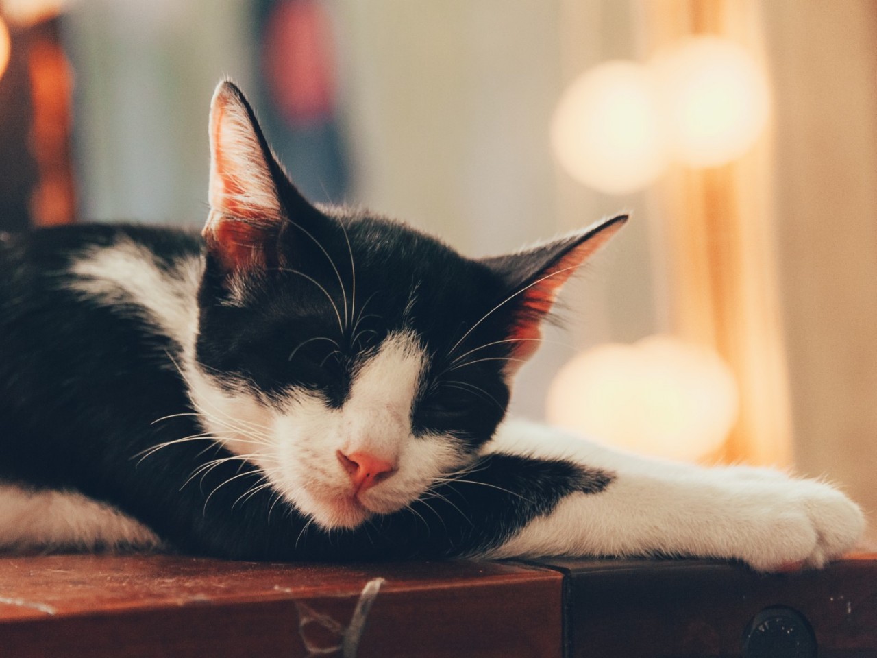 Cute cat sleeping HD Wallpaper