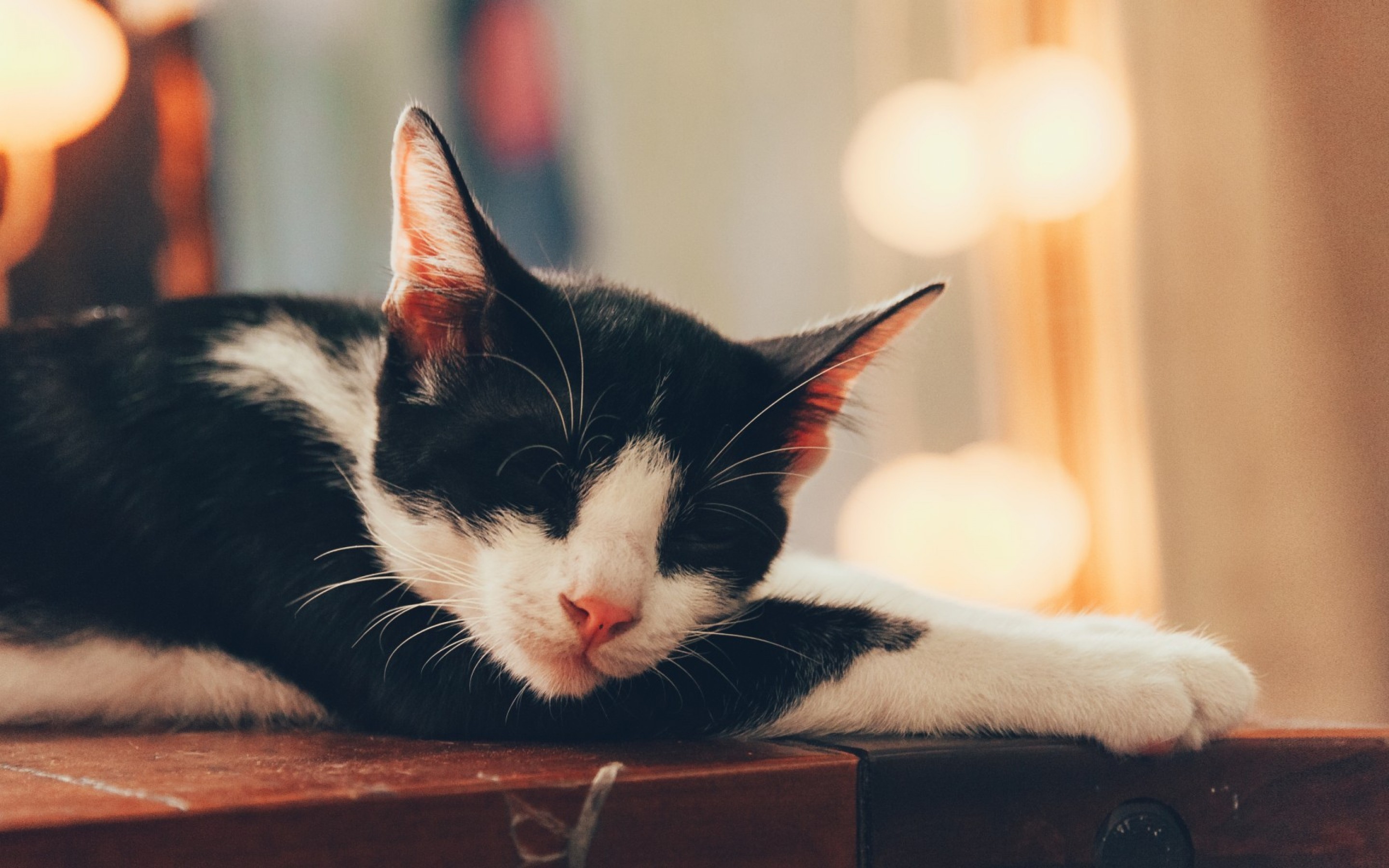 Cute cat sleeping HD Wallpaper