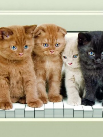 Cute Kitties HD Wallpaper