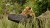 Cute Lion Relaxing HD Wallpaper