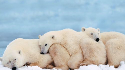 Cute Polar Bear Cub Hd Wallpaper for Desktop and Mobiles