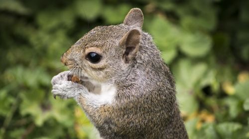 Cute Squirrel Eating An Acorn Hd Wallpaper for Desktop and Mobiles