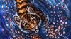 Cute tiger sight HD Wallpaper