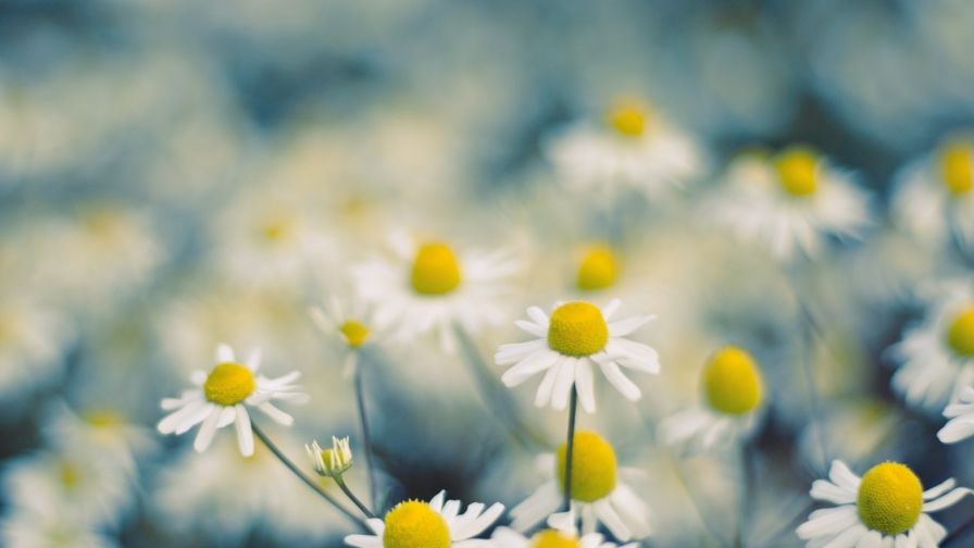 Daisies macro image HD Wallpaper