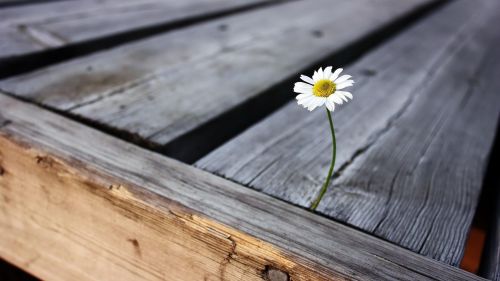 Daisy HD Wallpaper