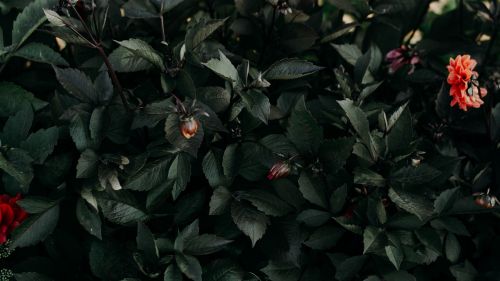 Dark flworer leaves HD Wallpaper