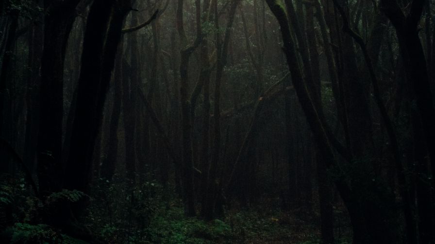 Dark foggy forest HD Wallpaper