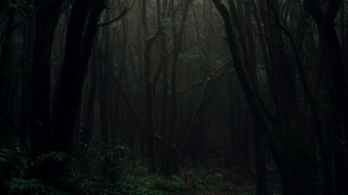 Dark foggy forest HD Wallpaper