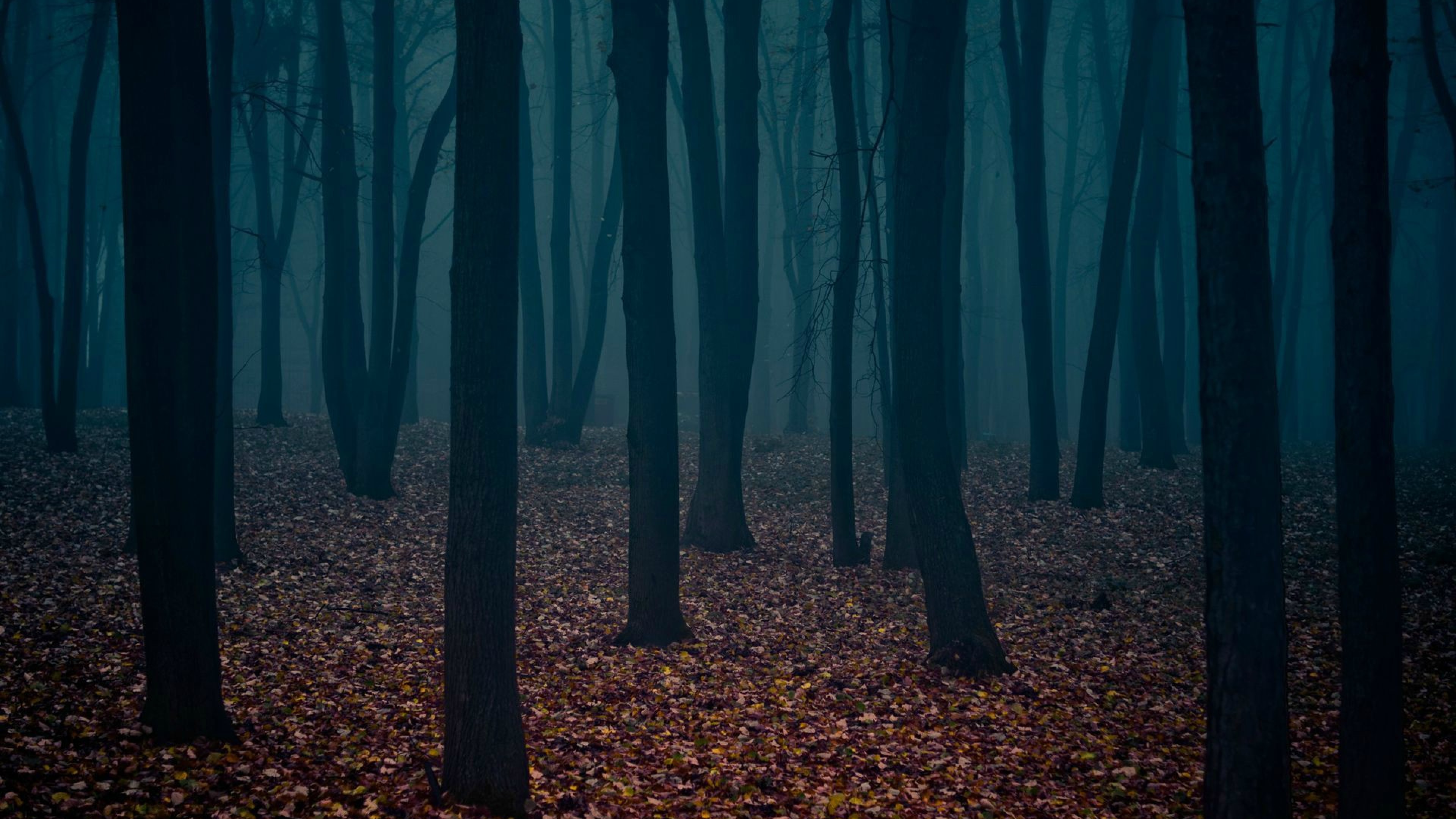 Dark Forest HD Wallpaper 4K Ultra HD - HD Wallpaper - Wallpapers.net