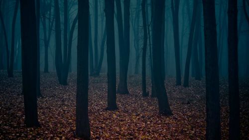 Dark Forest HD Wallpaper