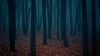 Dark Forest HD Wallpaper