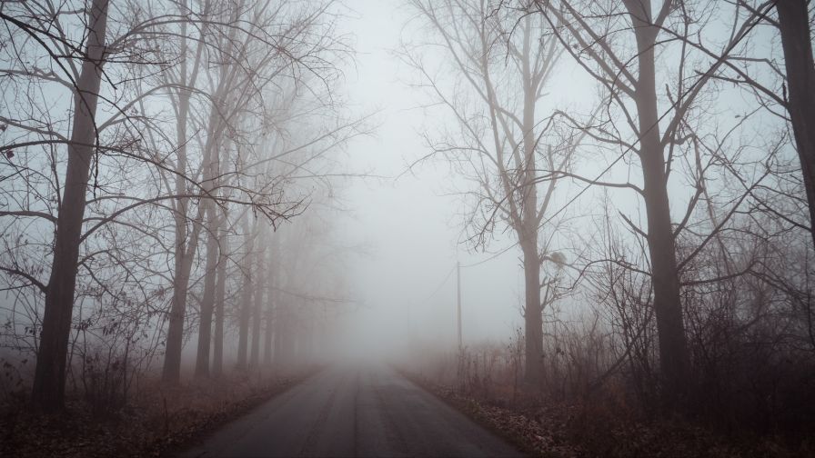 Dawn over a foggy road HD Wallpaper