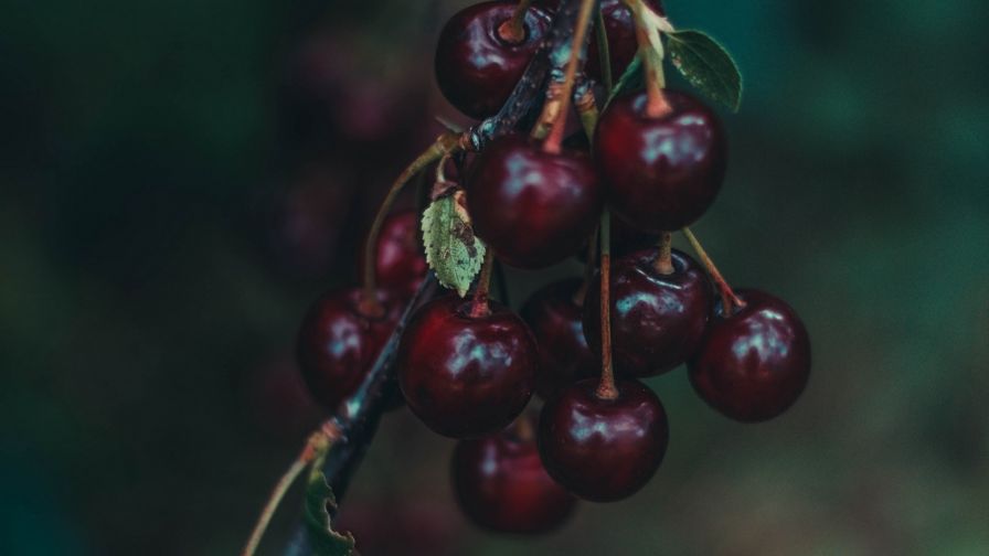 Deep red cherries HD Wallpaper