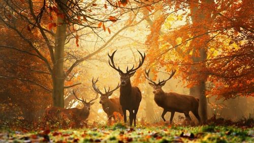 Deer walking in forest HD Wallpaper