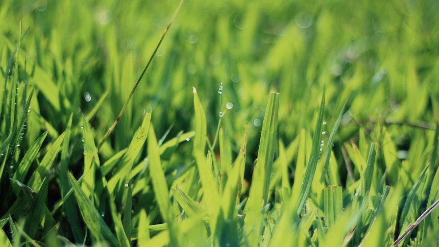 Dewdrops on Grass