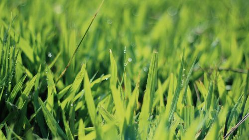 Dewdrops on Grass