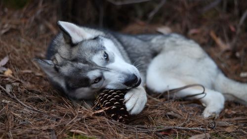 Dog resting HD Wallpaper