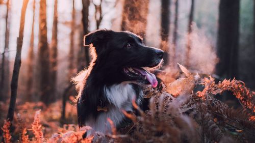Dog walk at winter HD Wallpaper