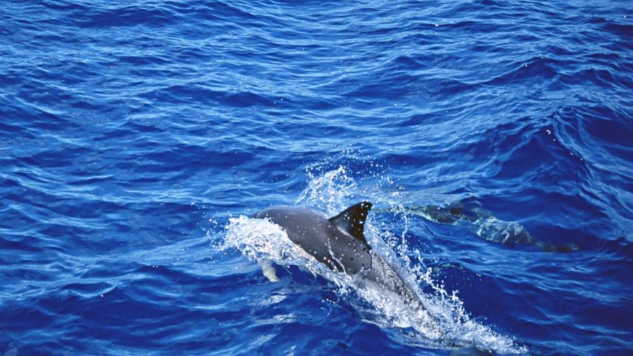 Dolphin HD Wallpaper