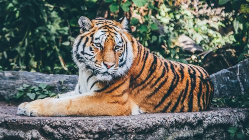 Download Beautiful Zoo Tiger Wallpaper in HD