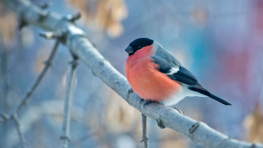 Download Bullfinch Winter Wallpaper for Desktop and Mobiles