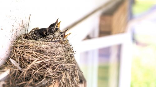 Download Free Cute Birds Nests Images Wallpaper for Desktop and Mobiles