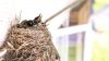 Download Free Cute Birds Nests Images Wallpaper for Desktop and Mobiles