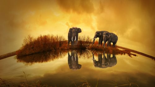 Download Free Elephant High Quality Hd Wallpaper for Desktop and Mobiles