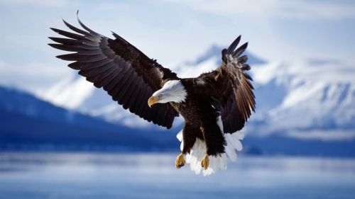 Download Free Flying Eagle Wallpaper for Desktop and Mobiles