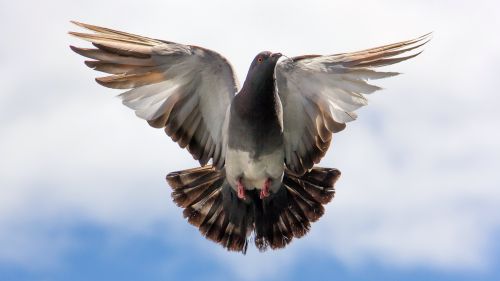 Download Free Flying Pigeon Beautiful Full Hd Wallpaper for Desktop and Mobiles