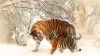 Download Free Full HD Tiger Family Wallpaper