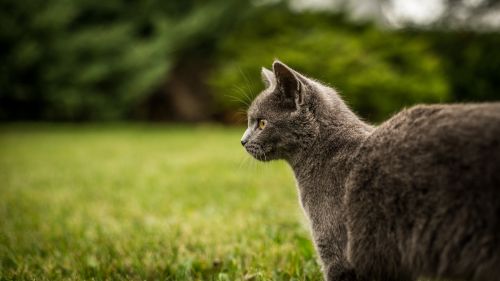 Download Free Grey Wild Cat Wallpaper for Desktop and Mobiles