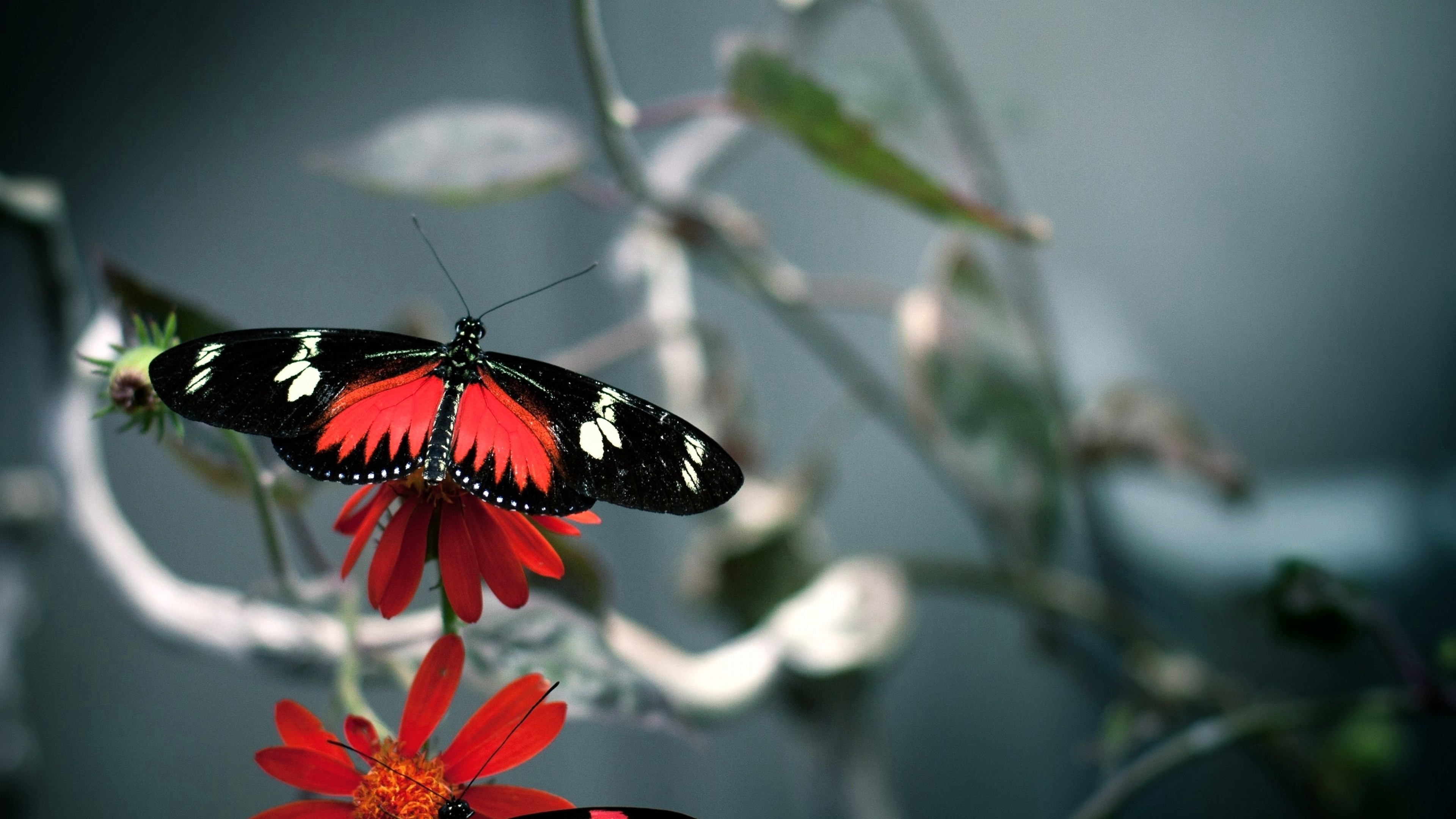 Бабочка на цветке черная макро бесплатно