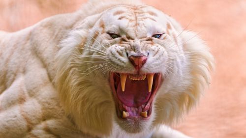Download Free White Angry Tiger Roar Hd Wallpaper for Desktop and Mobiles