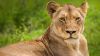 Download Free Wild Lion Hd Wallpaper for Desktop and Mobiles