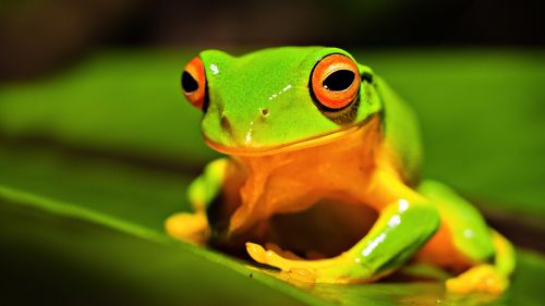 Download Green Tree Frog Wallpaper for Desktop and Mobiles