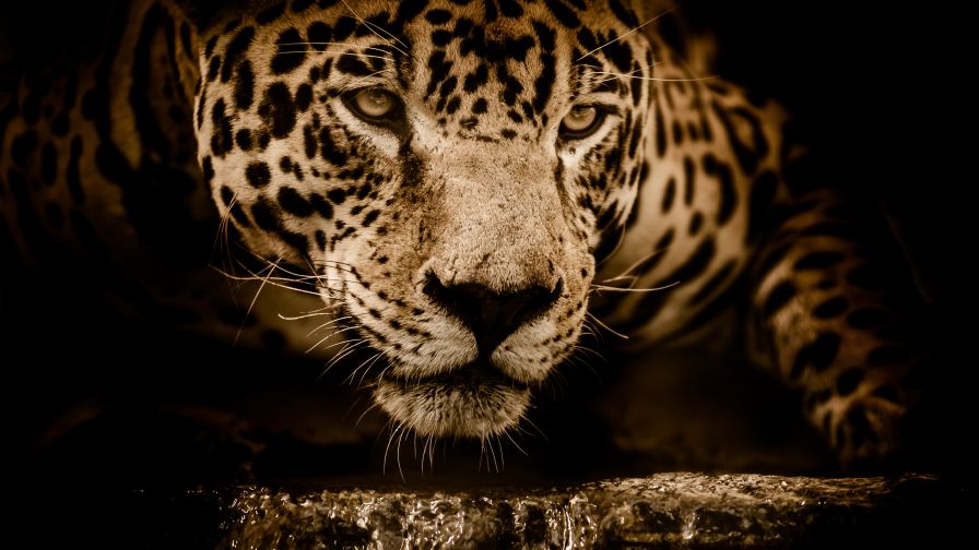 Download Jaguar Cat Wallpaper for Desktop and Mobile