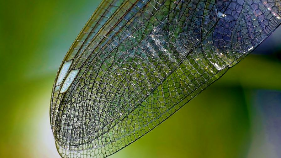 Dragonfly Wing