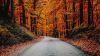 Driving at an Autumn day HD Wallpaper