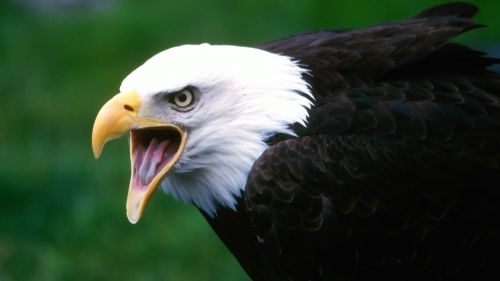 Eagle HD Wallpaper