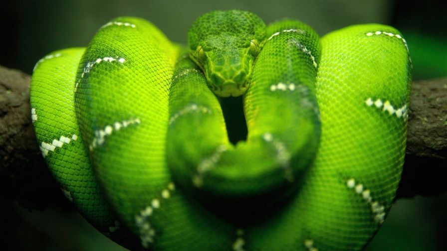 Eastern green mamba HD Wallpaper