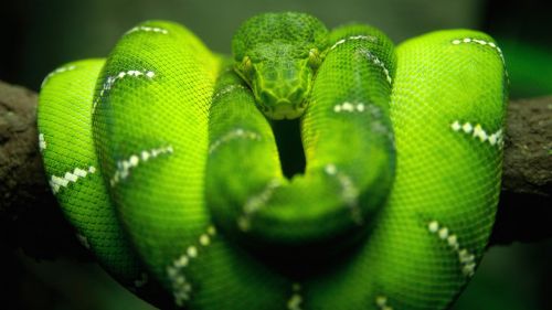 Eastern green mamba HD Wallpaper