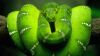 Eastern green mamba HD Wallpaper