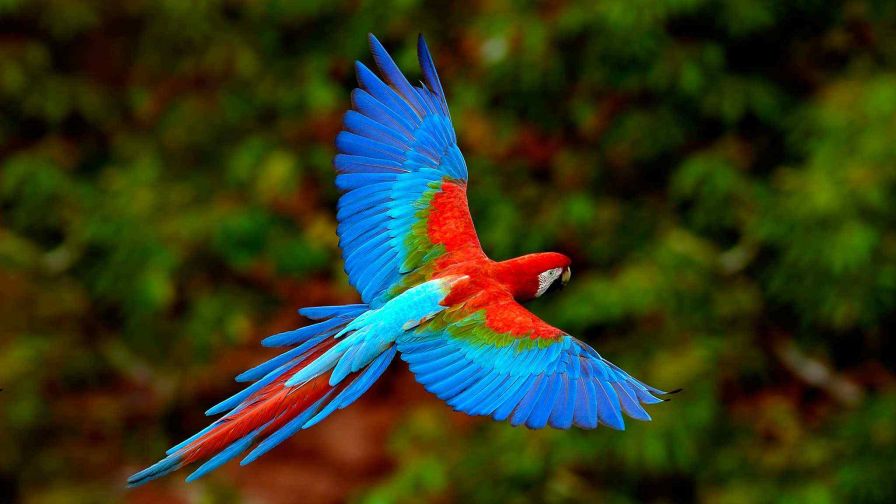 Eclectus parrot HD Wallpaper