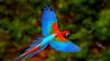 Eclectus parrot HD Wallpaper