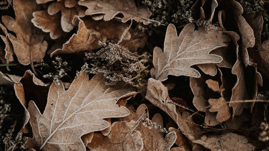 Fallen oak leaves HD Wallpaper